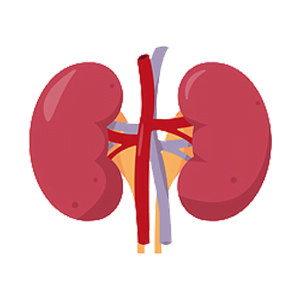 Kidney Detox