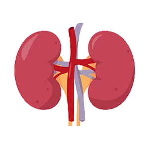 Kidney Detox