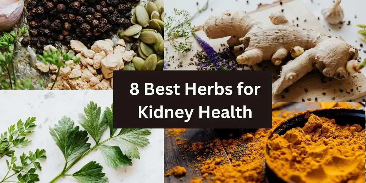 8 Best Herbs for Kidney Health