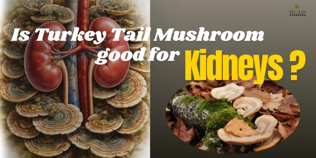 Is turkey tail mushroom good for kidneys and kidney safety