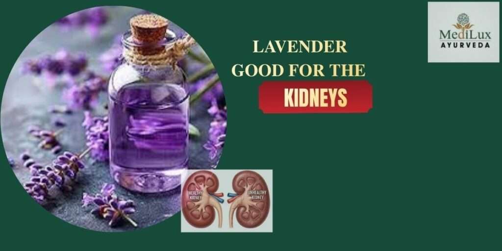 Is lavender good for the kidneys