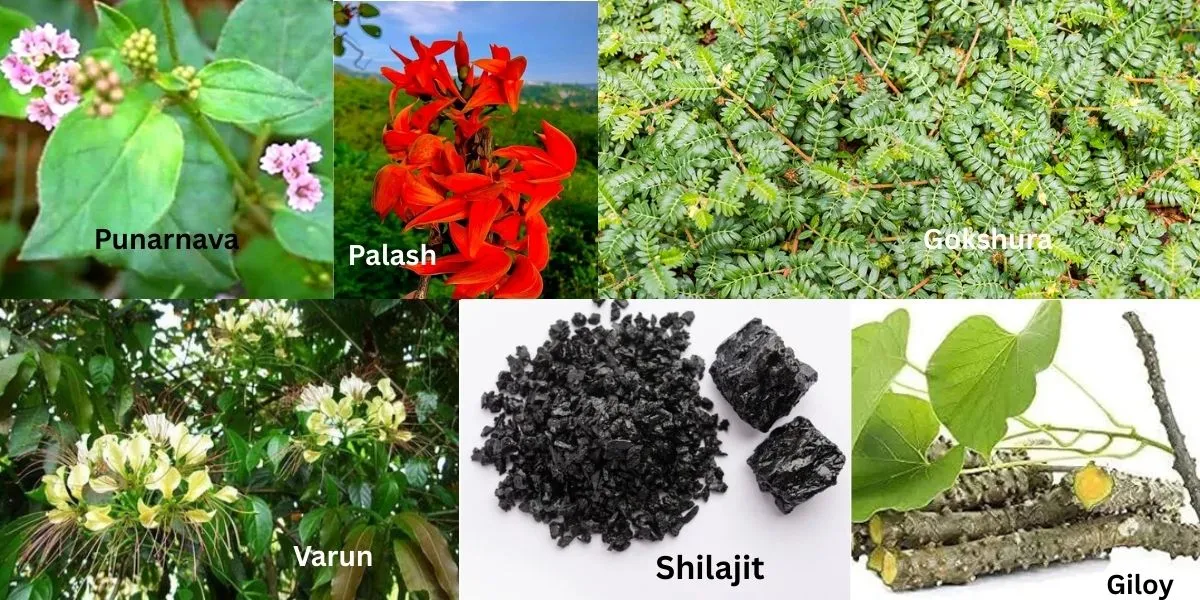 7 Ayurvedic Kidney Healing Herbs