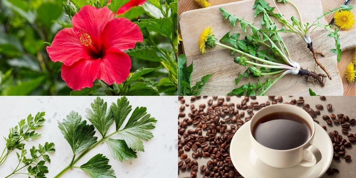 Dandelion is often considered one of the strongest natural herbal diuretics, foods like parsley, hibiscus tea, and caffeine