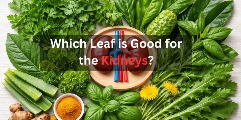 Which Leaf is Good for the Kidneys?